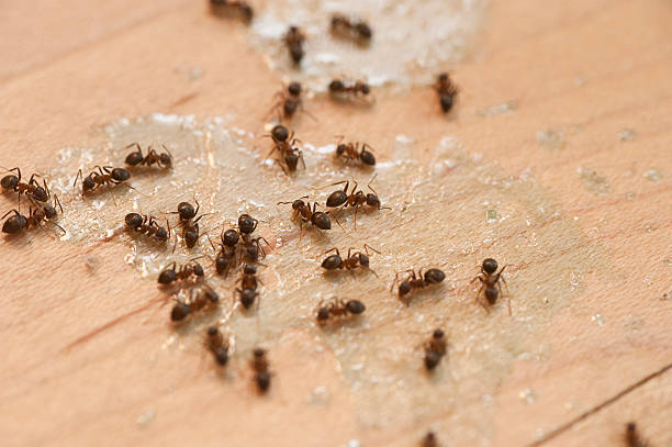 Best Flea Control Services  in West Milwaukee, WI